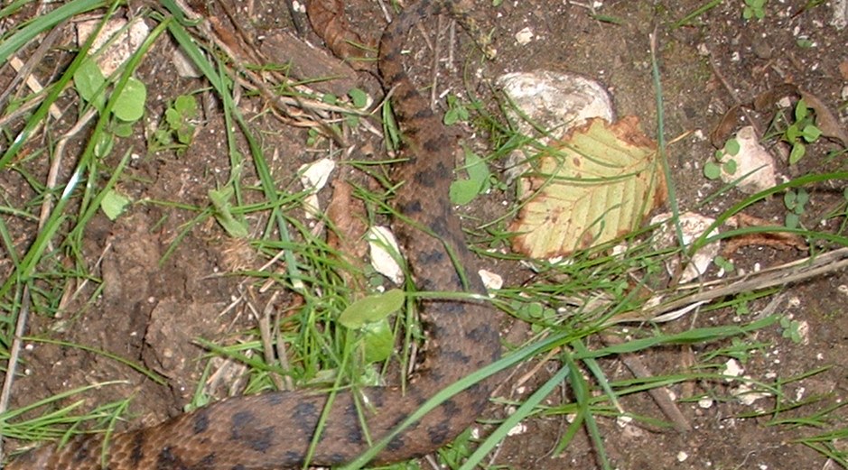 vipera